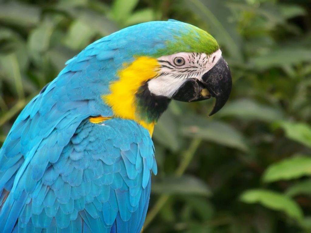 Birds - Blue Macaw Parrot