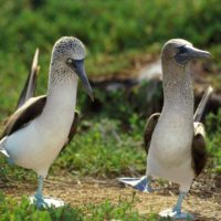 Dancing Blue Footed Boobies