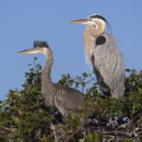 Great Blue Herons at Nest