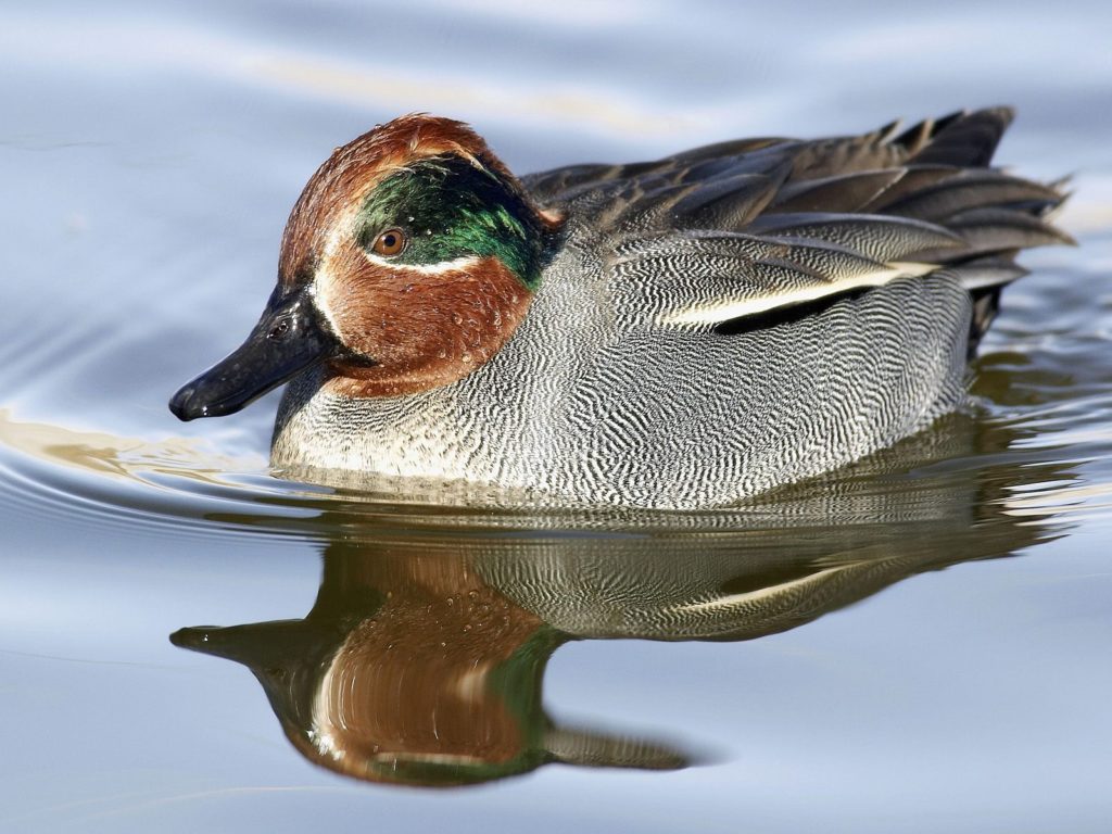 Birds - Green Winged Teal