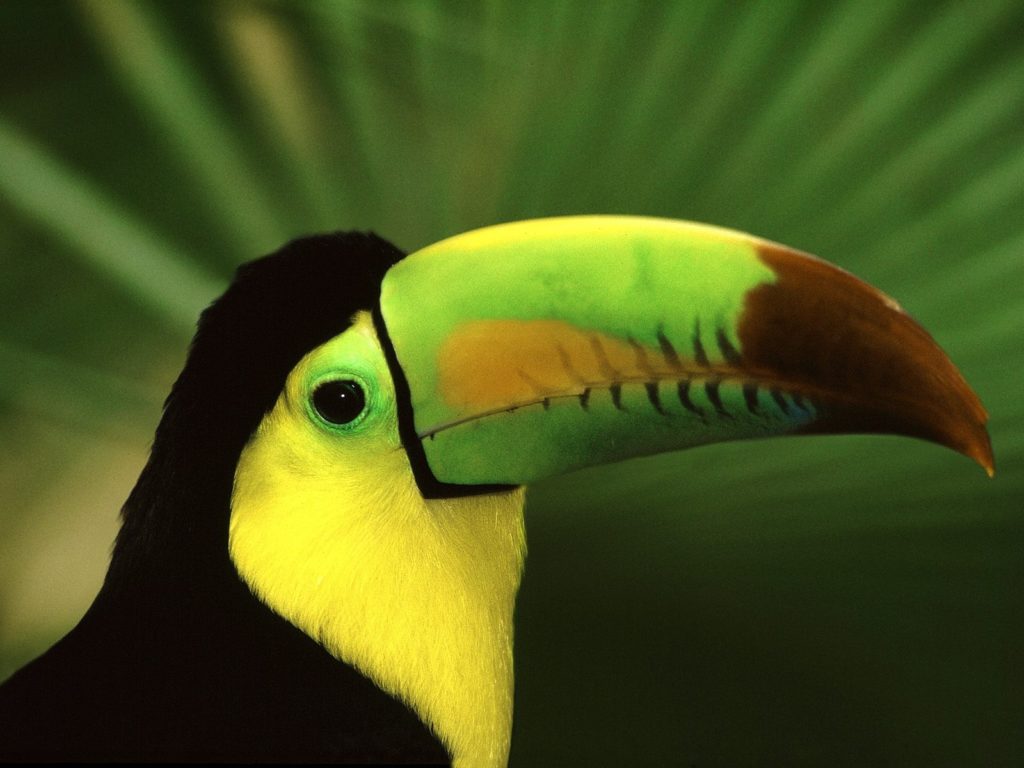 Birds - Keel Billed Toucan