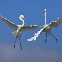 Male Great Egrets Fighting in Flight