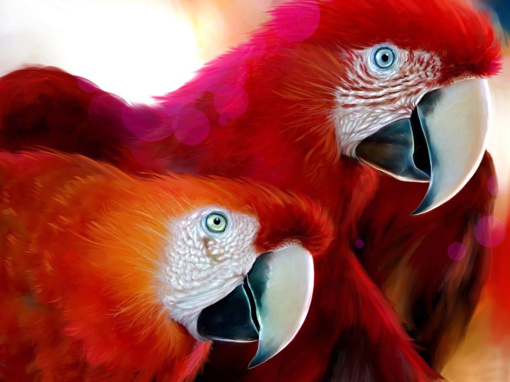 Parrots drawing