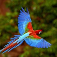 Red and Green Macaw