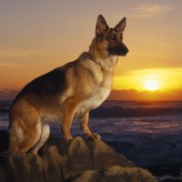 Amazing dogs images
