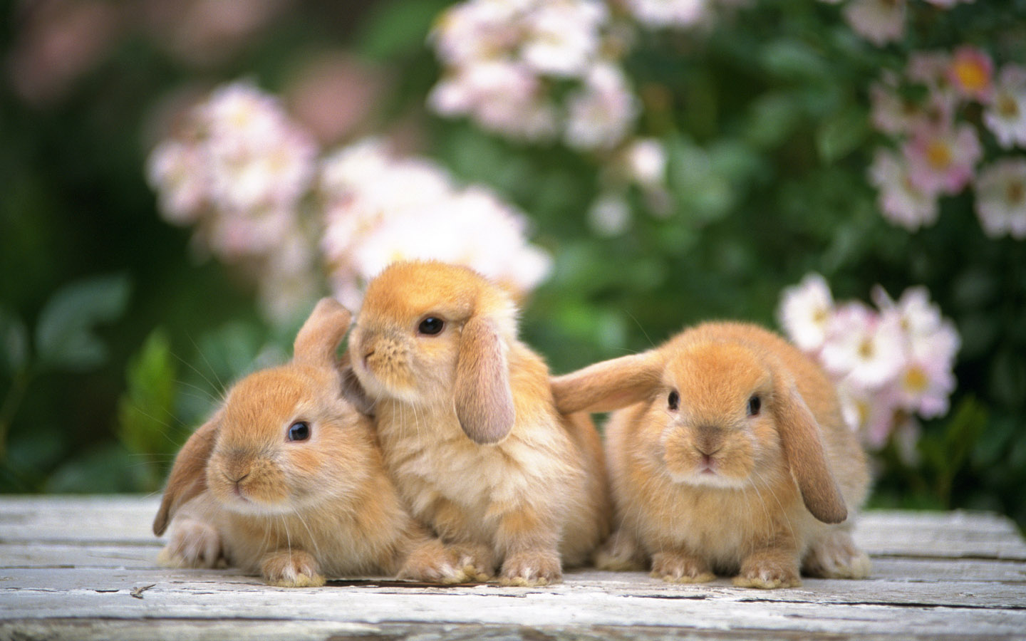 Rabbits Wallpaper Image Album