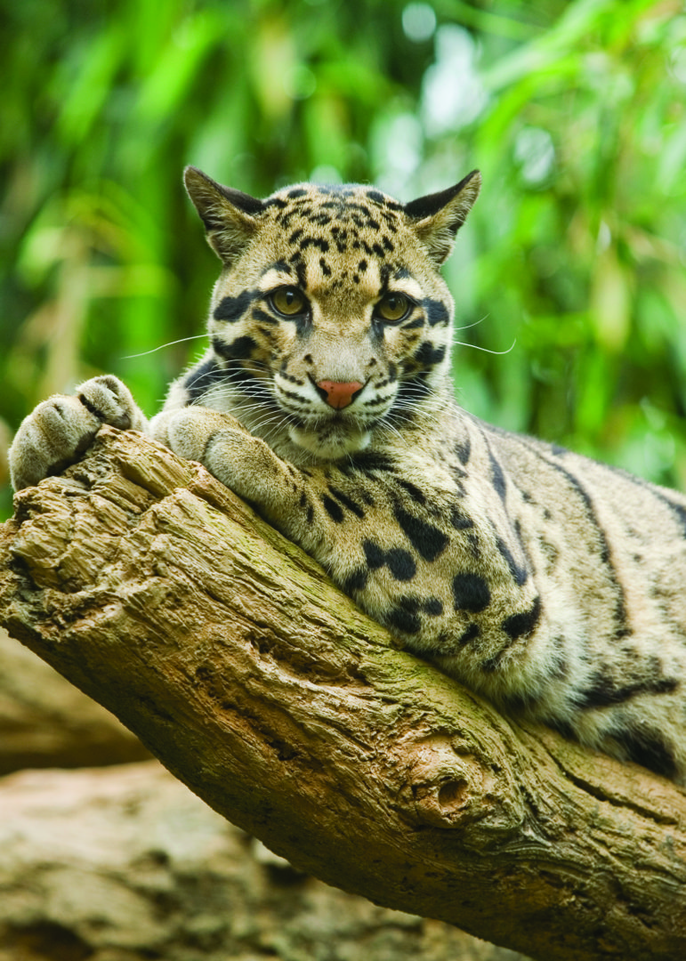 Clouded leopard Photography • Image Album