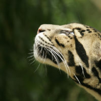 Clouded leopard Photography