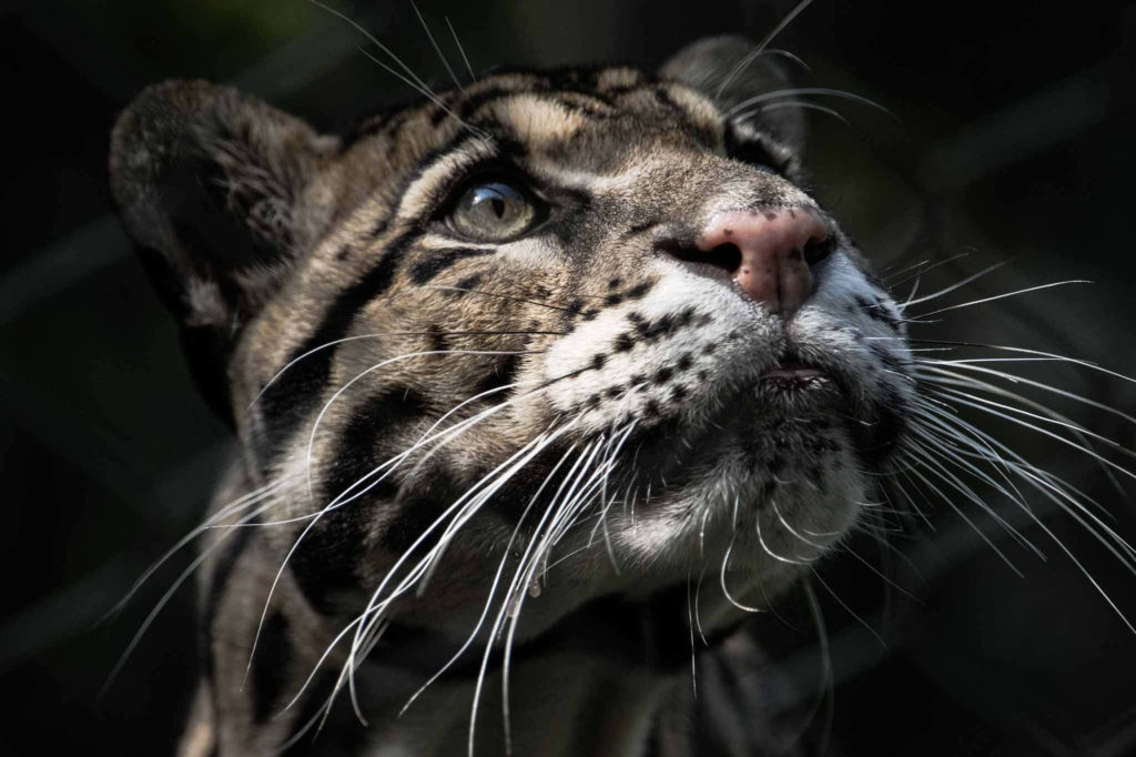 Clouded Leopard Photography