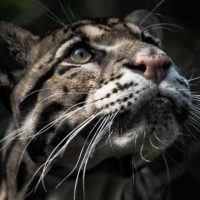 Clouded Leopard Photography