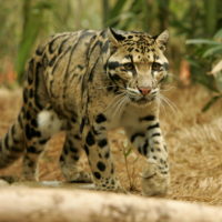 Clouded leopard Photography